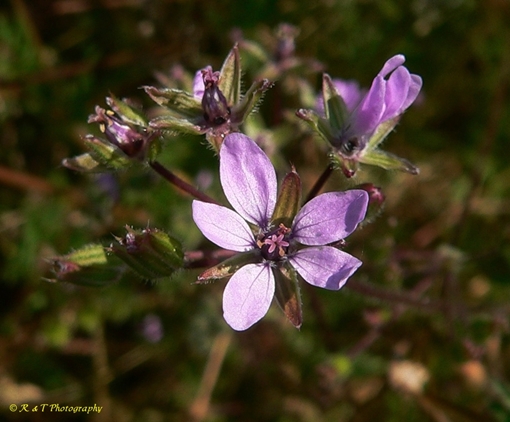 {Erodium cicutarium}